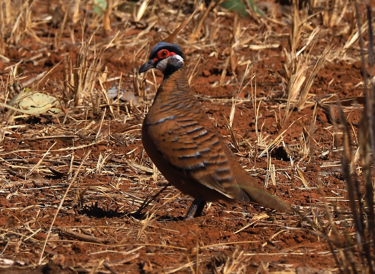 image Spinifex Pigeon (Rufous-bellied)